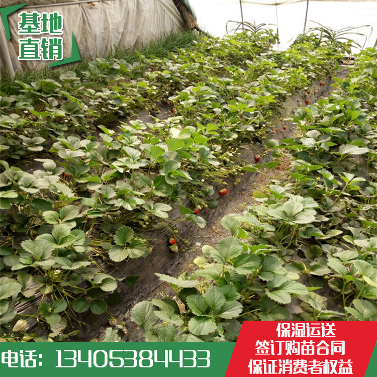 【ayx官方网站】【活动资讯】中国传媒大学广告学院与数字新思战略合作,成立神经营销情感云实验室,重估广告创意(图2) ayx官网