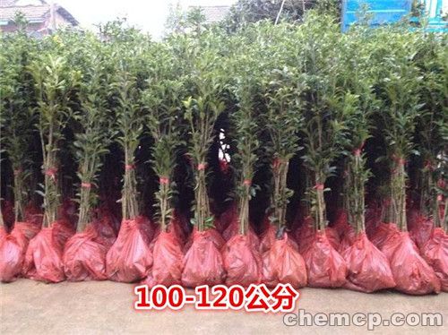 东昌社区开展小学生“美化家园 ”活动:ayx官网(图3) ayx官网