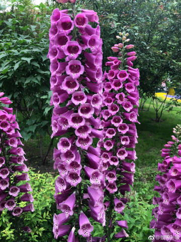 ‘爱游戏(ayx)中国官方网站’
长征途中生死生死的六件大事(图4) ayx官方网站