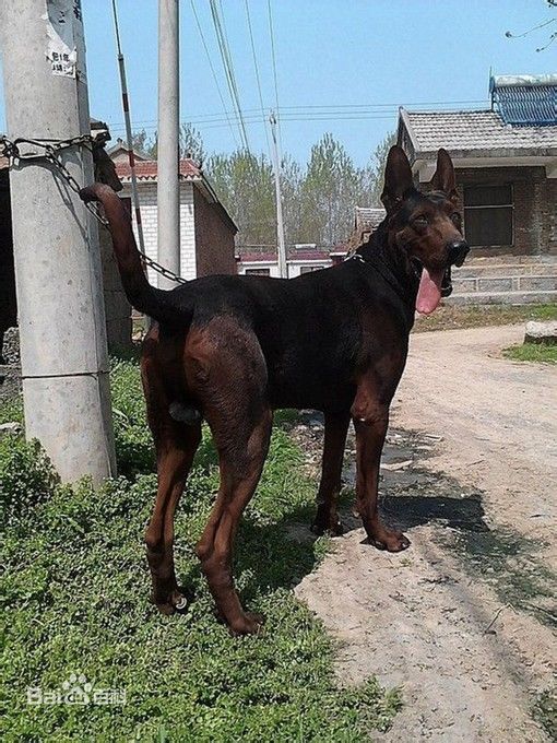 尴尬!中超土豪1.6亿年薪报价曼联真核 却遭无情拒绝“爱游戏(ayx)中国官方网站”(图2) ayx官方网站