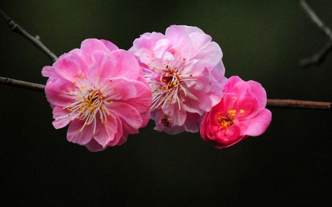 分析师:谷歌网络电话应增加移动及企业版“ayx官网”(图2) ayx官方网站