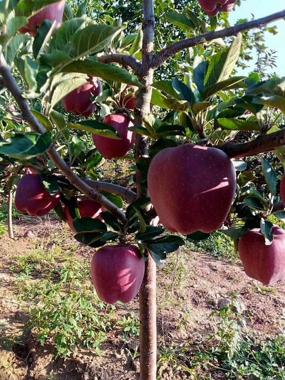 【ayx官网】挖个深坑,再聊聊政治和历史(图4) ayx官方网站